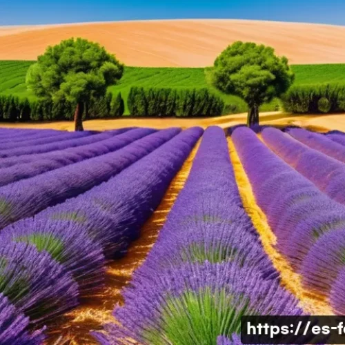 라벤더 농장 방문기 - A sprawling lavender farm in southern Spain during peak bloom, with rows of Lavandula angustifolia d...